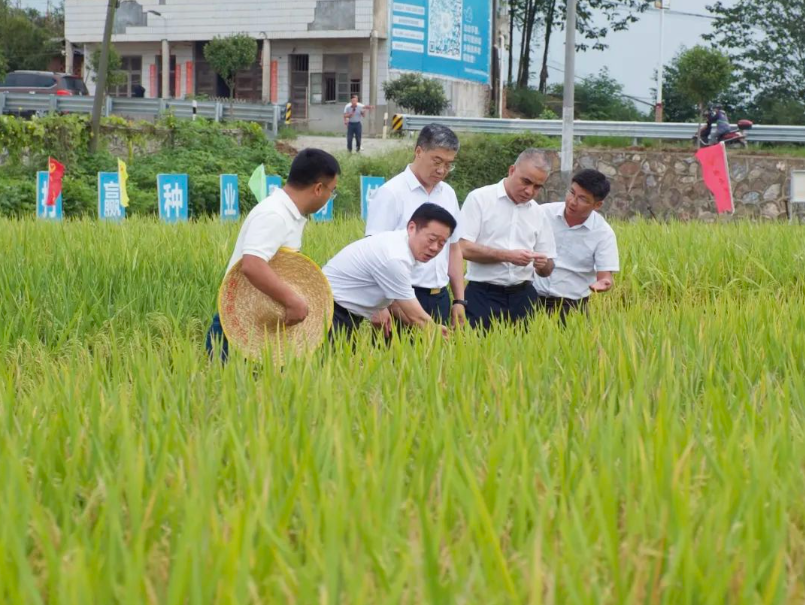 何寄华在邵阳调研：抓好“规划、基础、产业、人才”建设，助推乡村振兴_邵商网